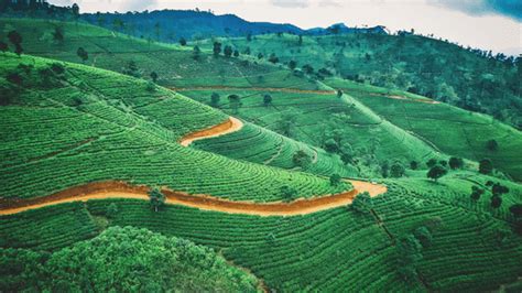 The Breathtaking Mullayanagiri Trek | The Serai Chikmagalur
