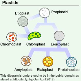 Nature Science Cell 的图像结果