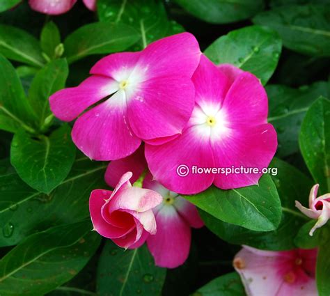 Catharanthus Roseus White Purple Banglore Flower Show Jan 2013