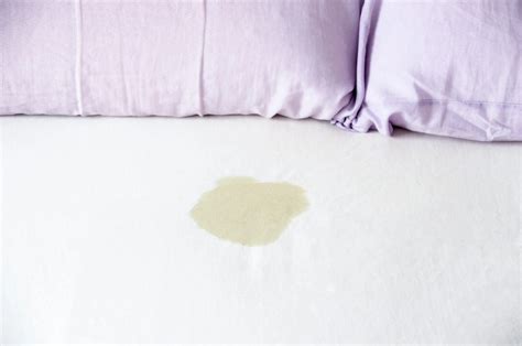 How to Remove Urine Stains | Clorox™