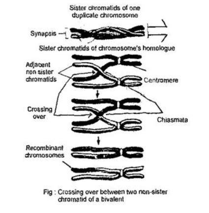 Crossing over that results in genetic recombination in higher organisms ...