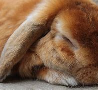 Image result for Baby Bunnies Sleeping