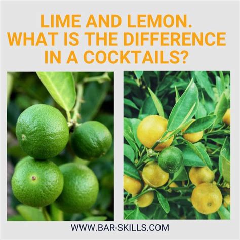 Lime Vs Lemon Tree