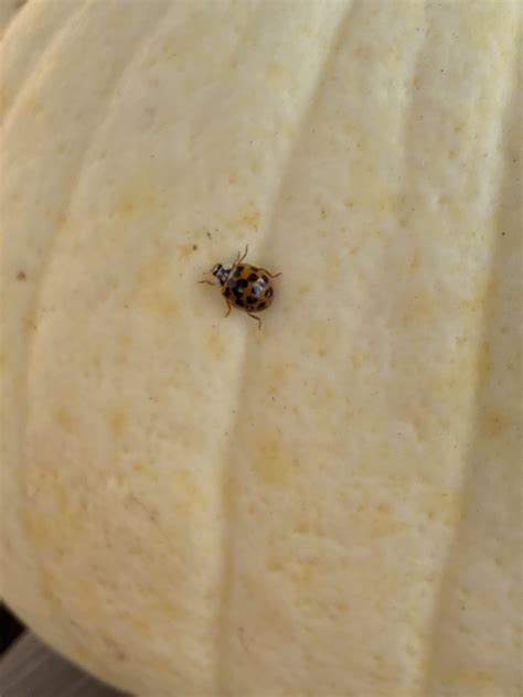 Surprise! They Are Not Ladybugs But Asian Beetles