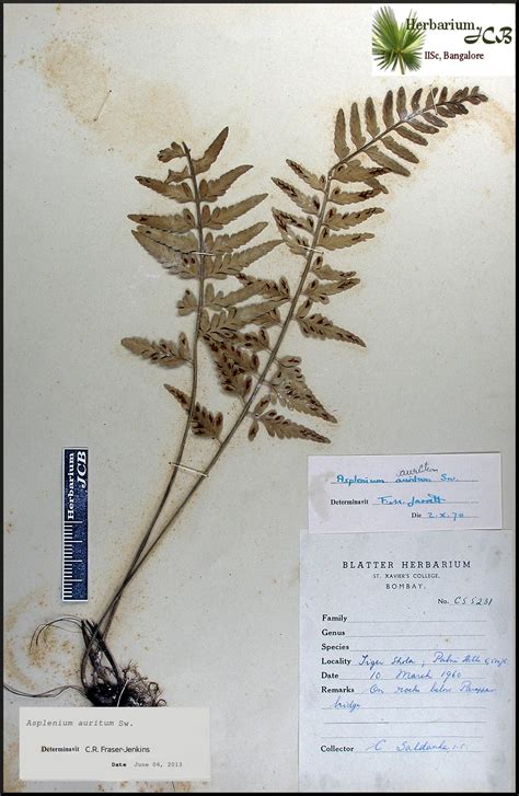 Herbarium JCB