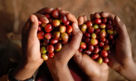 Image result for How Doni Make a Java Coffee