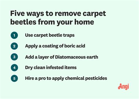 How To Get Rid of Carpet Beetles in Your Home | Angi