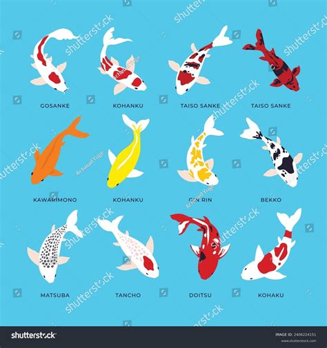Set Different Types Koi Fish Collection Stock Vector (Royalty Free ...