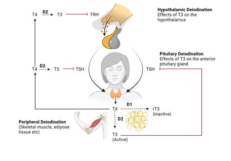 Thyroid Physiology – My Endo Consult