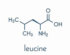 Image result for leucine