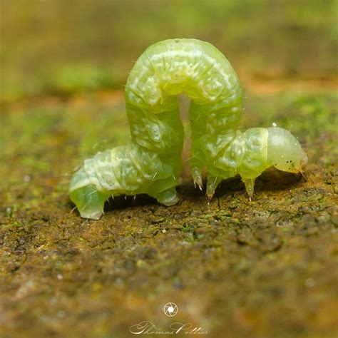 Cute little green caterpillar out for a stroll : r/awwnverts