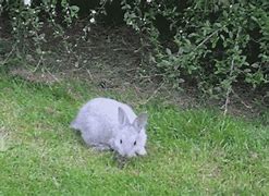 Image result for Super Cute Rabbit