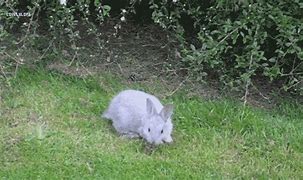 Image result for Wild Rabbit Den