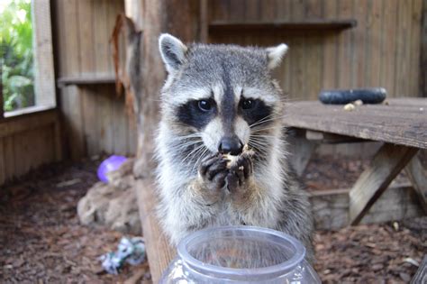 7 Native Florida Animals You Can Visit