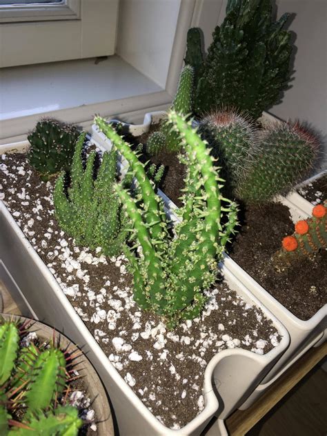 Repotting Opuntia 的图像结果