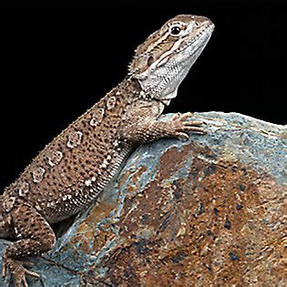 Bearded Dragons: Care, Facts & Info | PetSmart