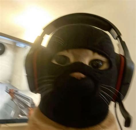 Funny Cat Pfp