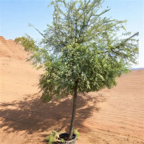 Native Trees in Dubai & UAE – Ghaf, Sidr, Acacia & More | plantes.ae – Plantes.ae - native to dubai