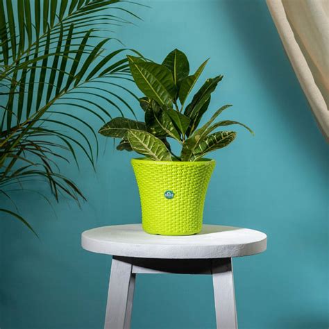 TrustBasket Helix Pot 7-inch Table Top Planter Pot