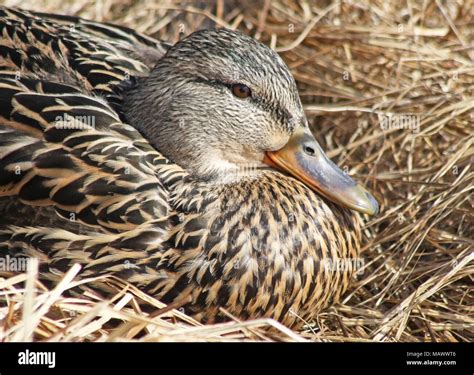 Nest Of Duck