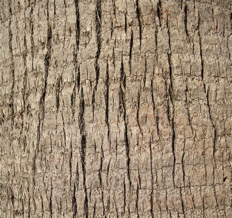 Free photo: Tree trunk texture - Texture, Wood, Wallpaper - Free Download - Jooinn