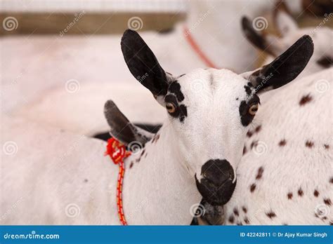 Closeview of a billy goat stock image. Image of hoofed - 42242811