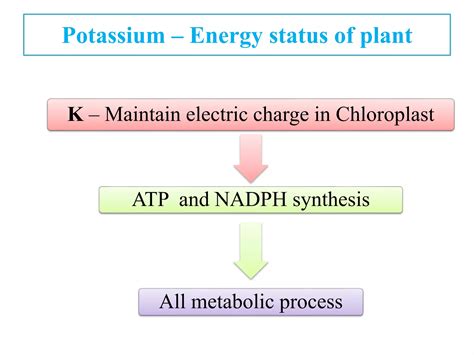 Physiology of potassium in crop production | PPT