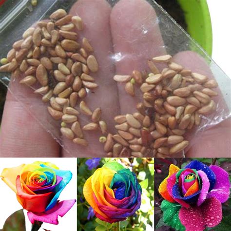 100Pcs Rare Multi Colorful Rainbow Rose Flower Seeds Home Garden ...