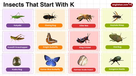 Insects That Start With K Full List of 110 Words