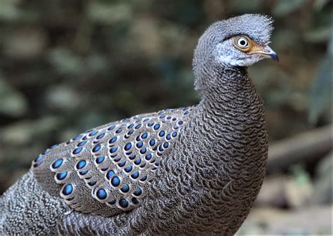 Gray Peacock-pheasant (Polyplectron bicalcaratum) — Coke Smith Wildlife