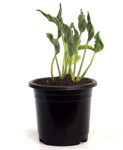 India Gardening Epipremnum Amplissimum Plant Price in India - Buy India ...