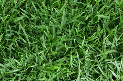 Zoysia Grass