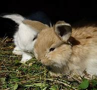 Image result for Spring Bunnies for Imbolc