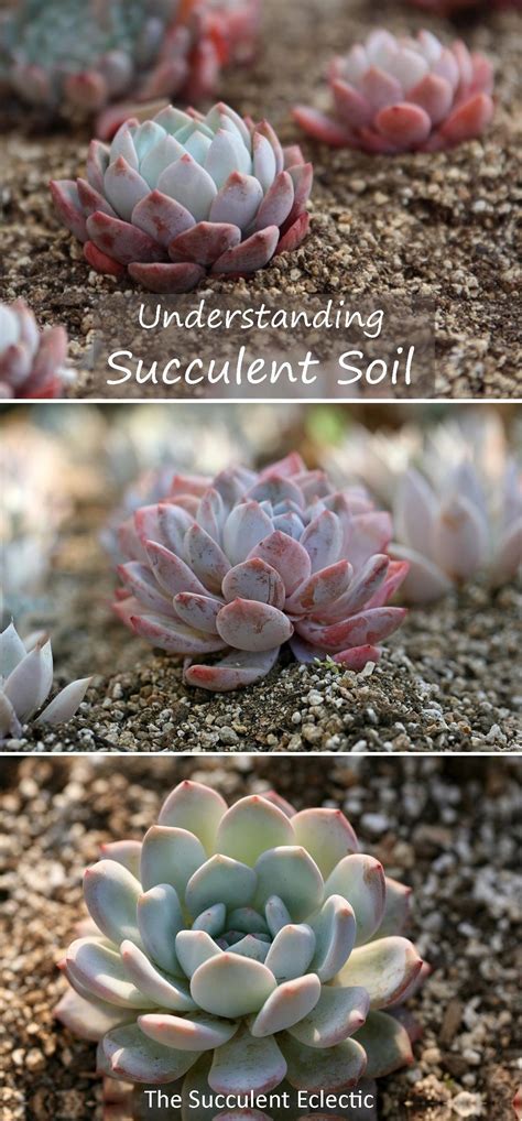 Best succulent soil what your succulent needs – Artofit