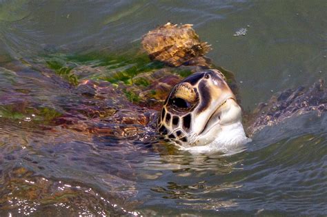 Green Sea Turtle Prey