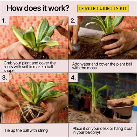 DIY Japanese Kokedama Kit | Fun Gardening DIY Kits | Kitsters