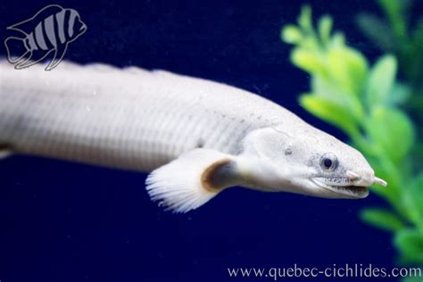 Polypterus senegalus - Québec Cichlidés