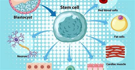 Human Embryonic Stem Cell Sparked a Revolution — Teletype
