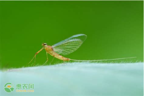 蜉蝣为什么只能活一天还能不灭绝（一文分析蜉蝣只能活一天的两个原因）-蓝鲸创业社