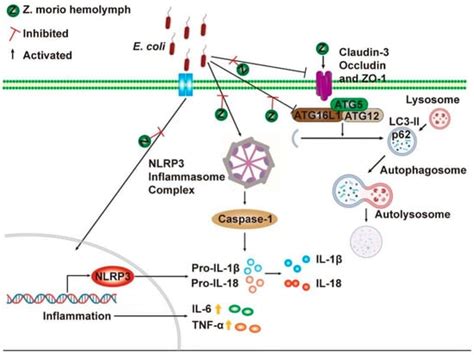 Z. morio Hemolymph Relieves E. coli-Induced Mastitis by Inhibiting ...