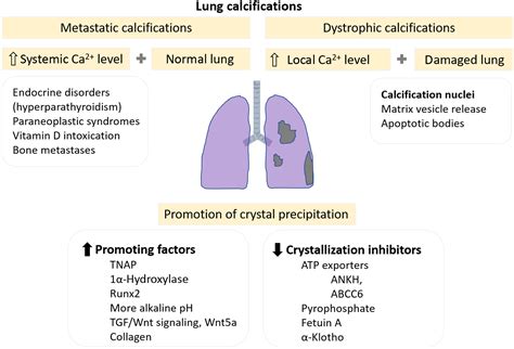 Pathogenesis of Pulmonary Calcification and Homologies with ...