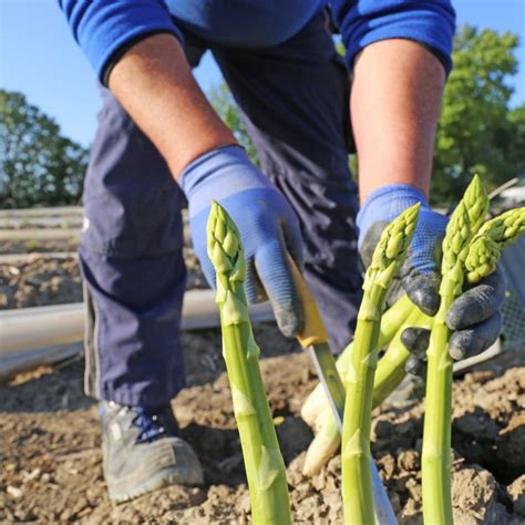 Asparagus Harvest Time at Ronald Wooton blog