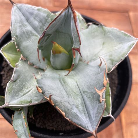 Agave oteroi【アガベ・オテロイ・実生】 | RIMO'S GREEN 【Saboten & Succulent】
