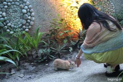 路边捡的兔子，据说是熊猫兔_领养猫咪