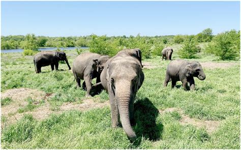 Is It True That Elephants Never Forget Mental Floss