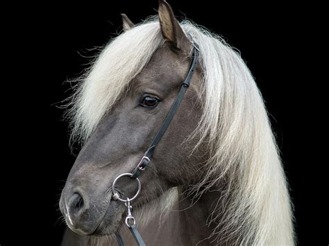 Silver Horse Coat Color Dilution Gene - The Equinest