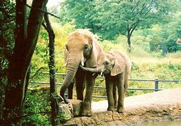 Image result for Elephants Hugging