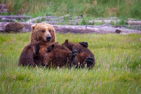 Definitive Guide To Brown Bear Facts, Habitat, Conservation Status, Zoo Populations, Pictures On ...