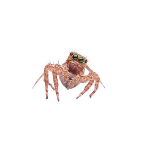 Jumping Spiders from a Specialist Breeder | Spider Food – Opus Vita