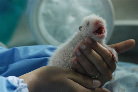 Panda Predators: These 6 Animals Kill and Eat Pandas - A-Z Animals